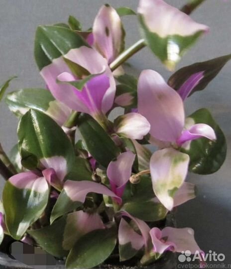 Традесканция Невеста, Белая, Зебрина