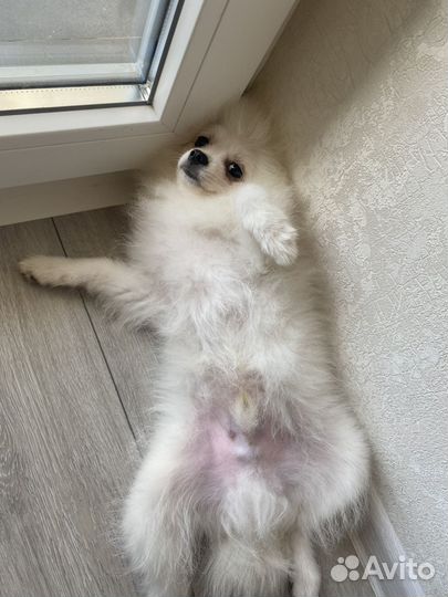 Померанский шпиц