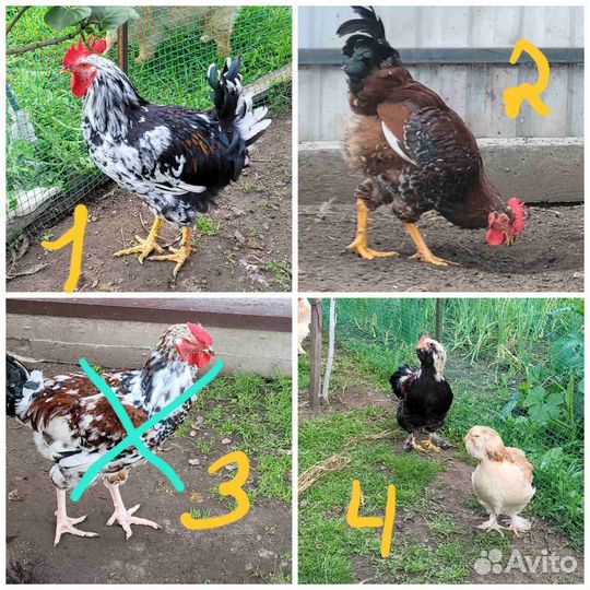 Петухи и одна курочка