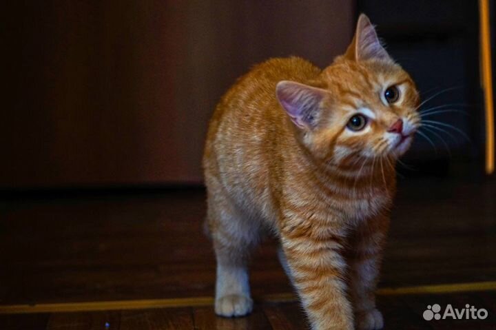 Очаровательная красотка Фанта