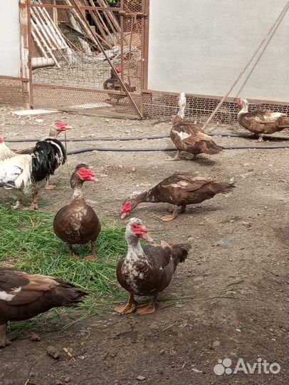 Мускусные утки