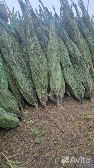 Ель натуральная с доставкой