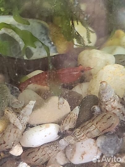 Креветки Черри (Неокардины Черри)