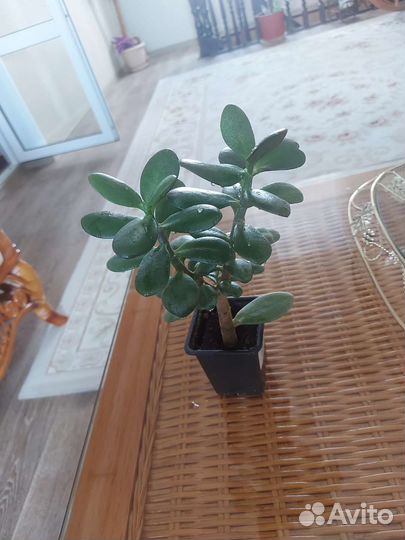 Толстянка денежное дерево