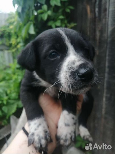 Собаки бесплатно