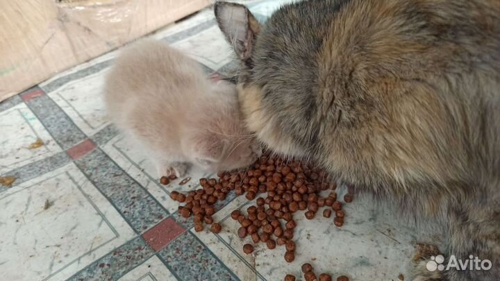 Котёнок мальчик в добрые руки