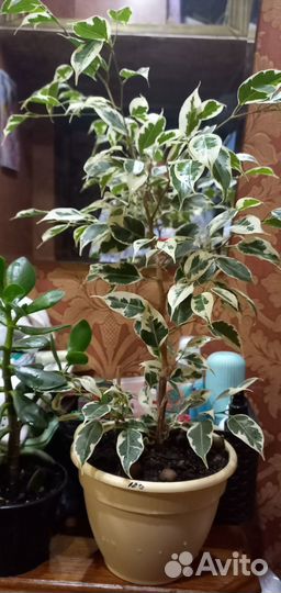 Фикус бенджамина