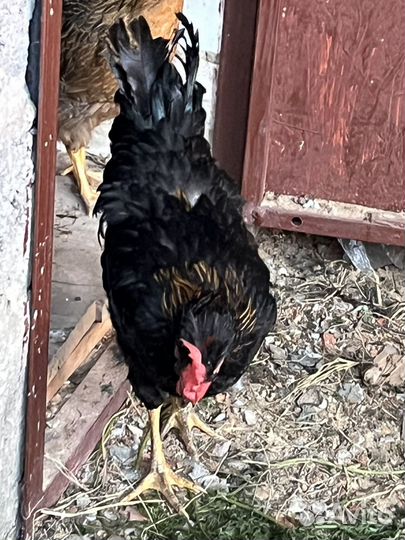 Петух молодой