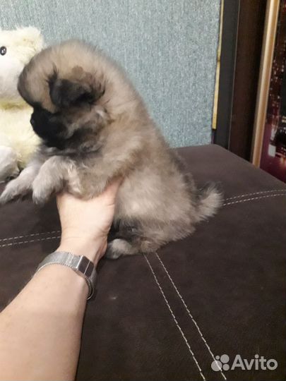 Померанский шпиц