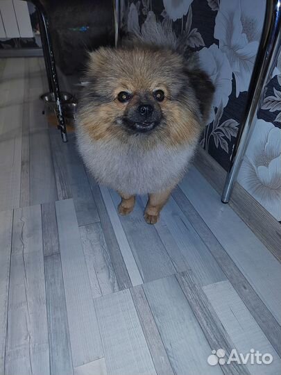 Ищем невесту для вязки. Порода немецкий шпиц