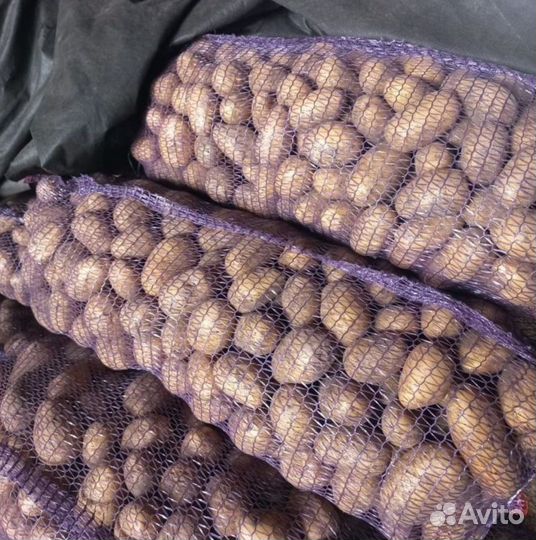 Картофель «Королева Анна»