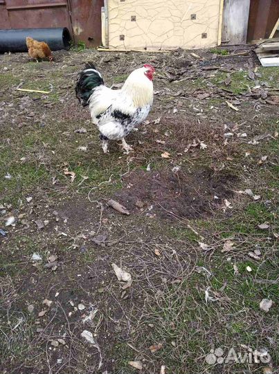 Молодые петухи