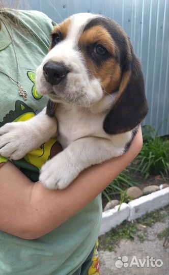 Щенки бигль