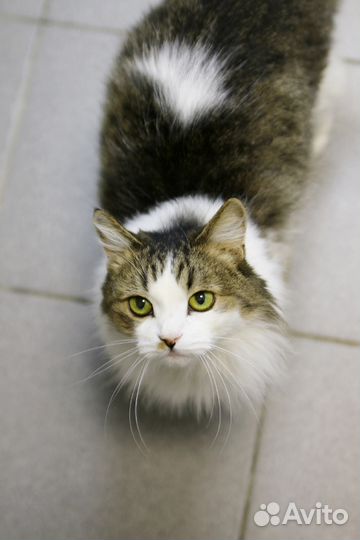 Видео.Маркиза.стерил-а