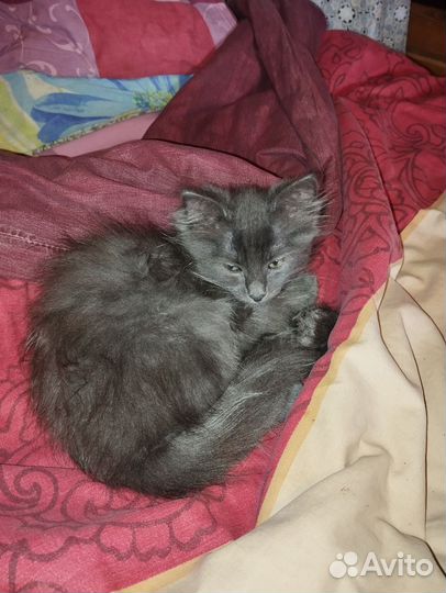 Кошка в дар бесплатно