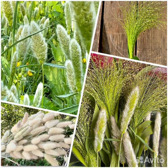 Семена сухоцветов