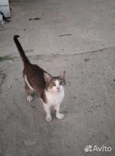 Домик для кошки