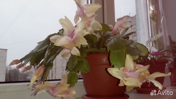 Декабрист шлюмбергера