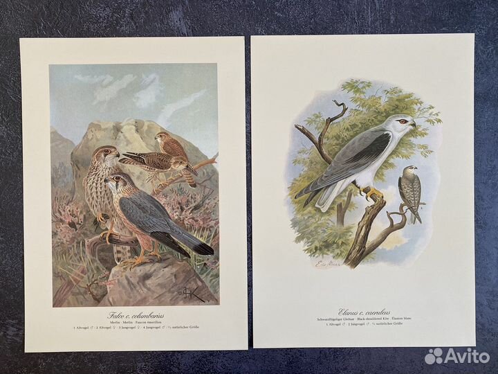 Литографии хищные птицы,Германия