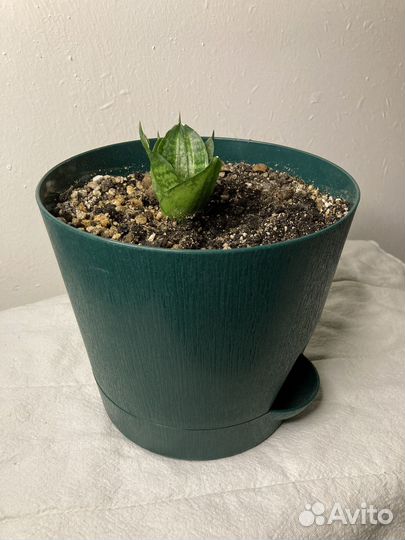 Сансевиерия