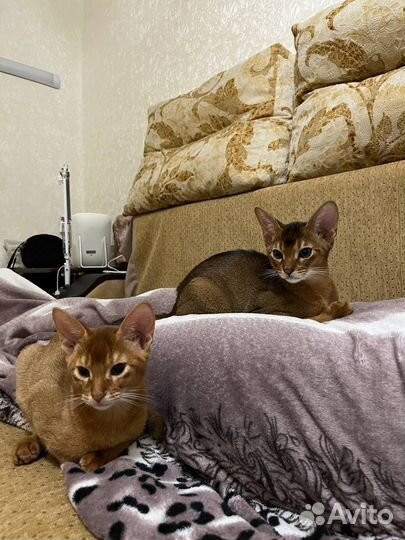 Абиссинские котята