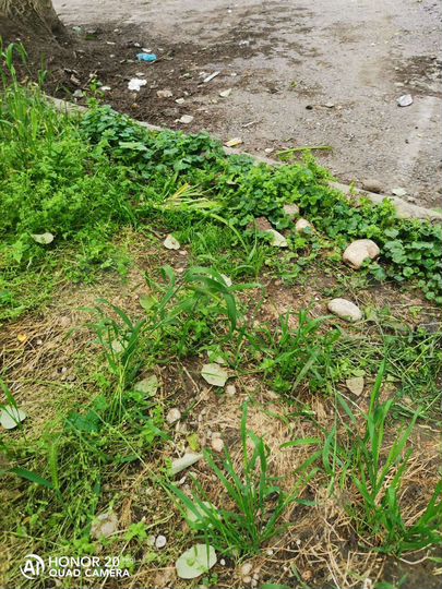 Участок 12,5 сот. (ИЖС)