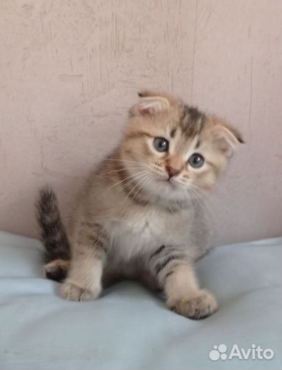 Шотландская вислоухая