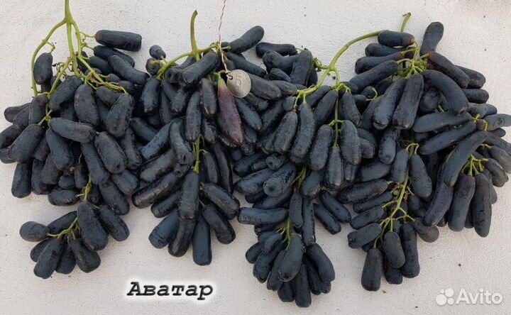 Саженцы винограда кишмиш Аватар