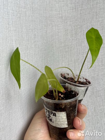 Алоказия лонгилоба кобра