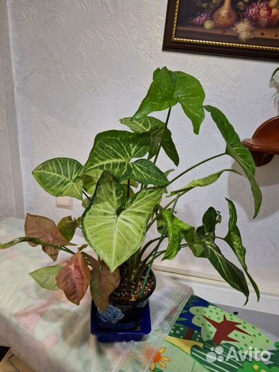 Сингониумы 3 сорта