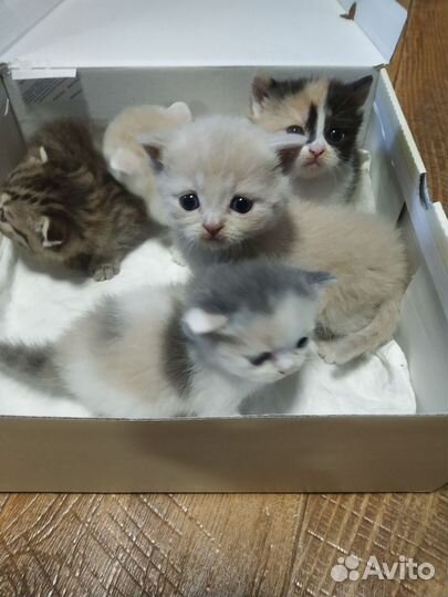 Шотландские котята
