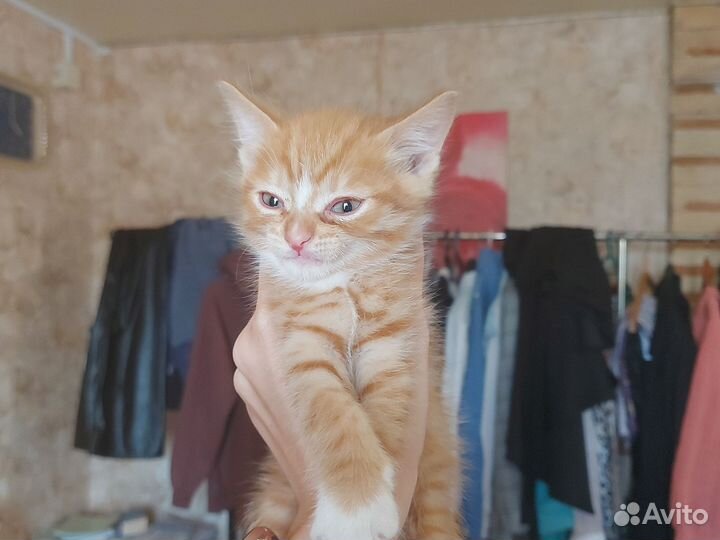Котёнок в дар бесплатно