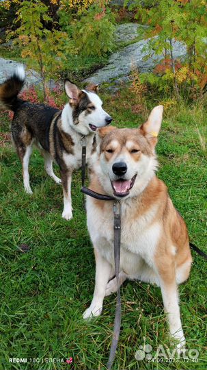 Собака в добрые руки