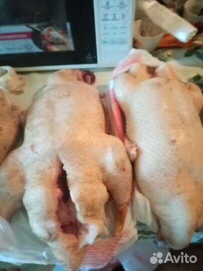 Утка, бройлер