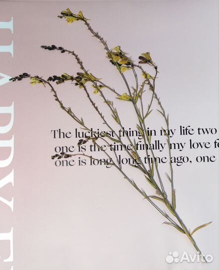 Гербарий сухоцветы для творчества