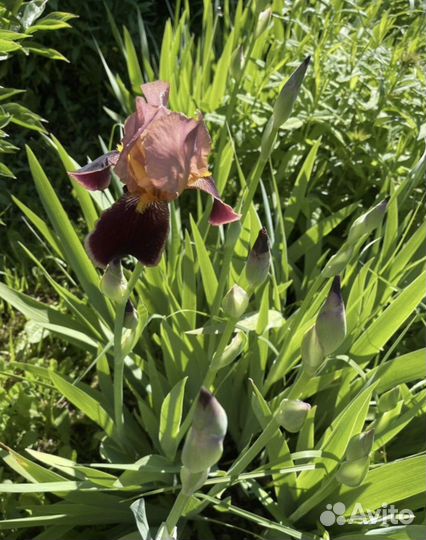 Гортензия Аннабель/ ирисы и др