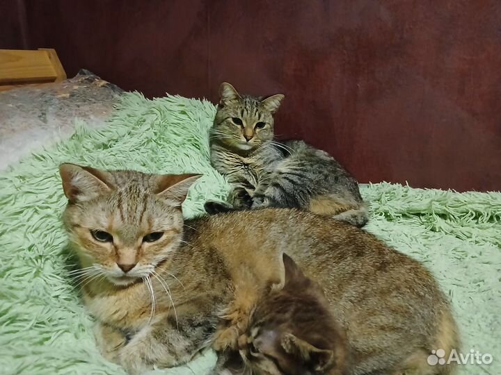 Взрослые кошки в добрые руки