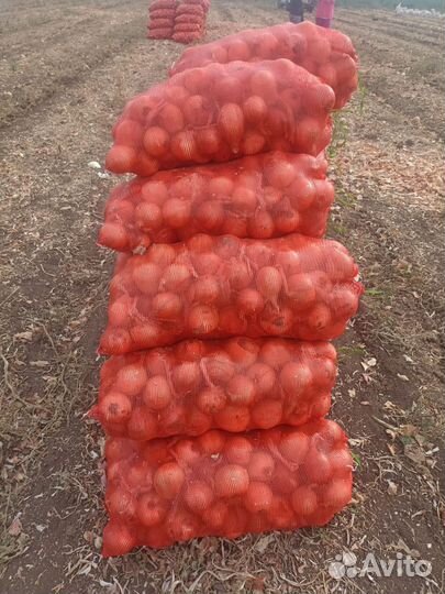 Продам картофель,лук,перец болгарский