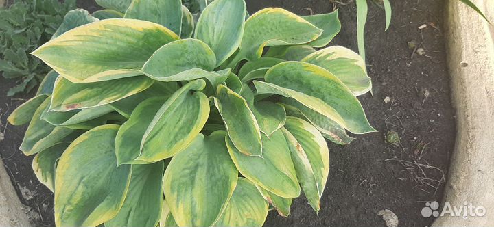 Хоста, бадан