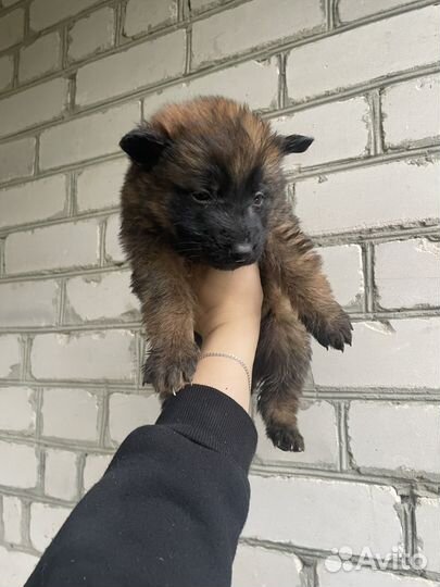 Щенки немецкой овчарки