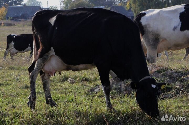 Коровы дойные молочные