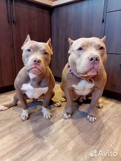 Американский булли