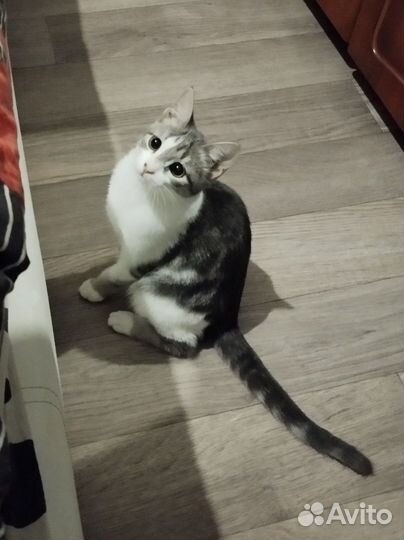 Кошка