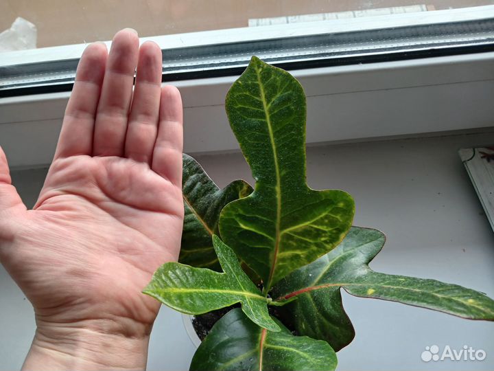 Кротон отросток