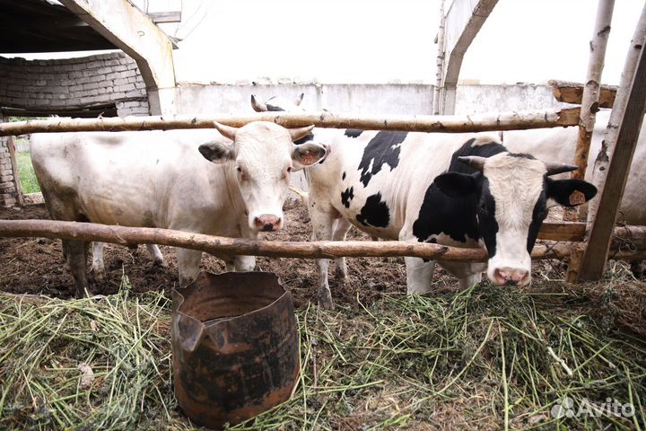 Продам бычков