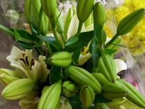 Лилии свежие цветы на Ветлужанке из Сочи живые