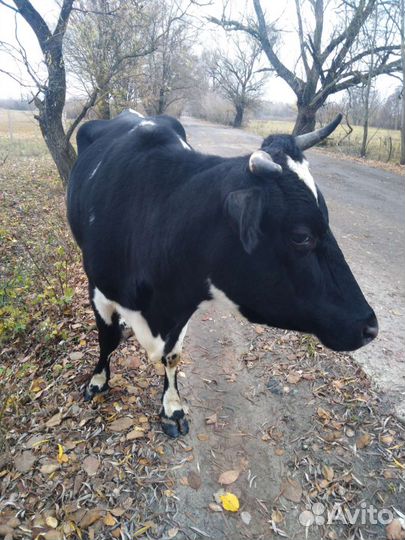 Корова дойная