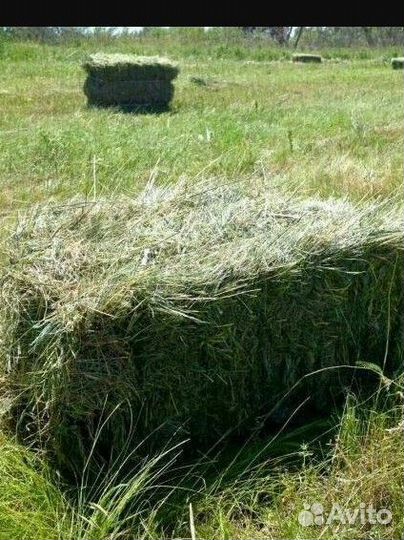 Сено в тюках