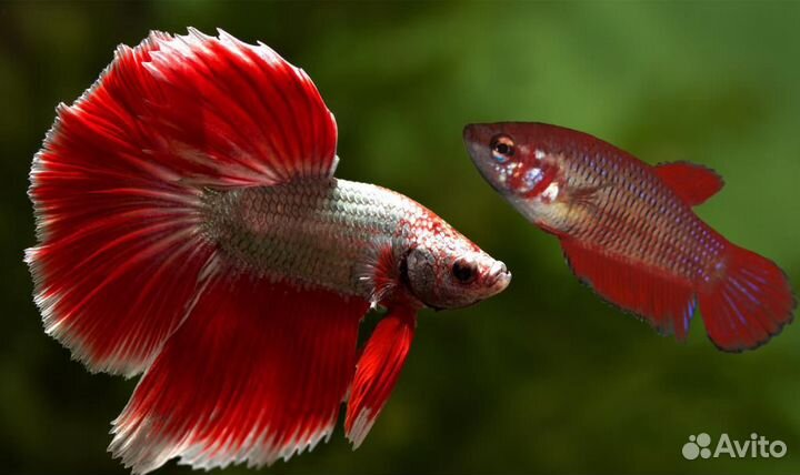 Tetrа. Корм для петушка. Мотыль. Артемия. Циклоп