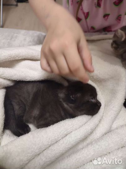 Котята Британо- Шотландские